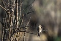 Chipping Sparrow on the edge of a marsh in early spring Royalty Free Stock Photo