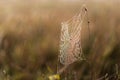 Dawn in the field. Colored web covered with dew. Meadow in Russia.