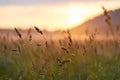 Dawn in the field early in the morning. Soft sunlight. Wild flowers bloom in summer, the field is overgrown with grass. Rural area Royalty Free Stock Photo