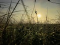 Dawn on the field. Royalty Free Stock Photo