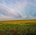 Dawn field at sunrise, Blue sky& x27;s and yellow fields Royalty Free Stock Photo