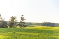 Dawn in the fields of the pampa biome in Rio Grande do Sul Brazil Royalty Free Stock Photo