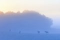 Dawn fog in the sunrise with a flock moose in the meadow Royalty Free Stock Photo