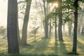 Dawn in the forest. An asphalt path winds between the trees. The sun's rays break through the fog Royalty Free Stock Photo