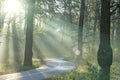 Dawn in the forest. An asphalt path winds between the trees. The sun's rays break through the fog Royalty Free Stock Photo