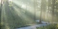 Dawn in the forest. An asphalt path winds between the trees. The sun's rays break through the fog Royalty Free Stock Photo