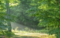 Dawn in the forest. An asphalt path winds between the trees. The sun's rays break through the fog Royalty Free Stock Photo