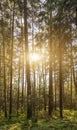 Dawn in forest with fog. sunlight through the trees. sunrise in the summer woodland with haze Royalty Free Stock Photo
