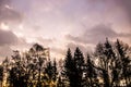 Dawn forest tree birches spring warm tones silhouette trees sky