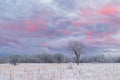 Dawn, Frosted Tall Grass Prairie Royalty Free Stock Photo