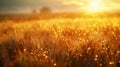 Dawn at Golden Fields of Anemoi, reflecting new beginnings. Royalty Free Stock Photo