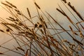 Dawn grass dew background Royalty Free Stock Photo