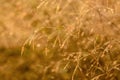 Dawn grass dew background Royalty Free Stock Photo