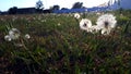 at dawn, the grass of the field gleams highlight the seedbeds of dandelions