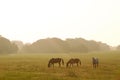 Dawn Horses