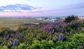 Dawn in the Icelandic city of Hofn and blooming lupine flowers in the foreground, the nature of Iceland