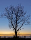 Dawn with leafless Tree
