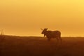 Dawn light with an bull moose walking on a meadow Royalty Free Stock Photo