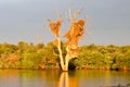 Dawn light on tree at Sunset Dam Royalty Free Stock Photo