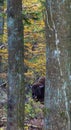 European Bison between trees Bialowieza forest