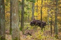 European Bison between trees Bialowieza forest Royalty Free Stock Photo