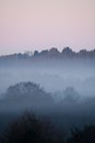 Dawn Mist portrait