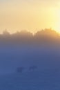 Dawn mist and two mosses Royalty Free Stock Photo