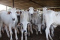 cows waiting to return to the pasture after being milked Royalty Free Stock Photo