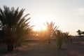 Dawn in an oasis of date palms sandy desert of Sahara Royalty Free Stock Photo