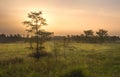 Dawn over Everglades Swamp Royalty Free Stock Photo