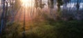 Dawn over the meadow. A wonderful summer landscape. Drone view. Morning fog. Royalty Free Stock Photo