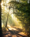 Dawn over the meadow. A wonderful summer landscape. Drone view. Morning fog. Royalty Free Stock Photo