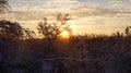 Dawn over the snow bushes.