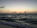 Dawn with Pelicans and Seagulls in Spring at Miami Beach, Florida. Royalty Free Stock Photo