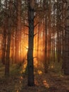 Dawn in a pine forest Royalty Free Stock Photo