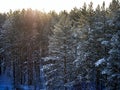 Dawn in a pine forest. The sun illuminates the treetops. Snow falls on snow-covered pine trees. Royalty Free Stock Photo