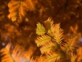 Dawn redwood