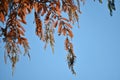 Dawn redwood (Metasequoia glyptostroboides) autumn leaves. Cupressaceae deciduous conifer. Royalty Free Stock Photo