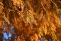 Dawn redwood (Metasequoia glyptostroboides) autumn leaves. Cupressaceae deciduous conifer. Royalty Free Stock Photo