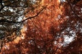 Dawn redwood (Metasequoia glyptostroboides) autumn leaves. Cupressaceae deciduous conifer. Royalty Free Stock Photo