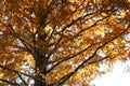 Dawn redwood (Metasequoia glyptostroboides) autumn leaves. Cupressaceae deciduous conifer. Royalty Free Stock Photo