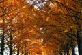 Dawn redwood (Metasequoia glyptostroboides) autumn leaves. Cupressaceae deciduous conifer. Royalty Free Stock Photo