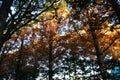Dawn redwood (Metasequoia glyptostroboides) autumn leaves. Cupressaceae deciduous conifer. Royalty Free Stock Photo