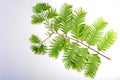 Dawn-redwood ( Metasequoia glyptostroboides ) leaf Royalty Free Stock Photo