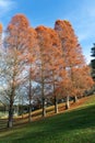 Dawn redwood or metasequoia glyptostroboides trees with autumn colored red leaves Royalty Free Stock Photo