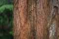 Dawn Redwood tree Royalty Free Stock Photo