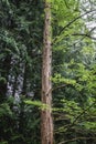 Dawn Redwood tree Royalty Free Stock Photo