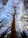 Dawn redwood tree, Sequoiadendron giganteum in early march at Szarvas Arboretum, Hungary Royalty Free Stock Photo