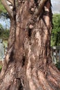 Dawn redwood tree trunk Royalty Free Stock Photo