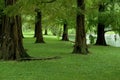 Dawn Redwood Trees Royalty Free Stock Photo